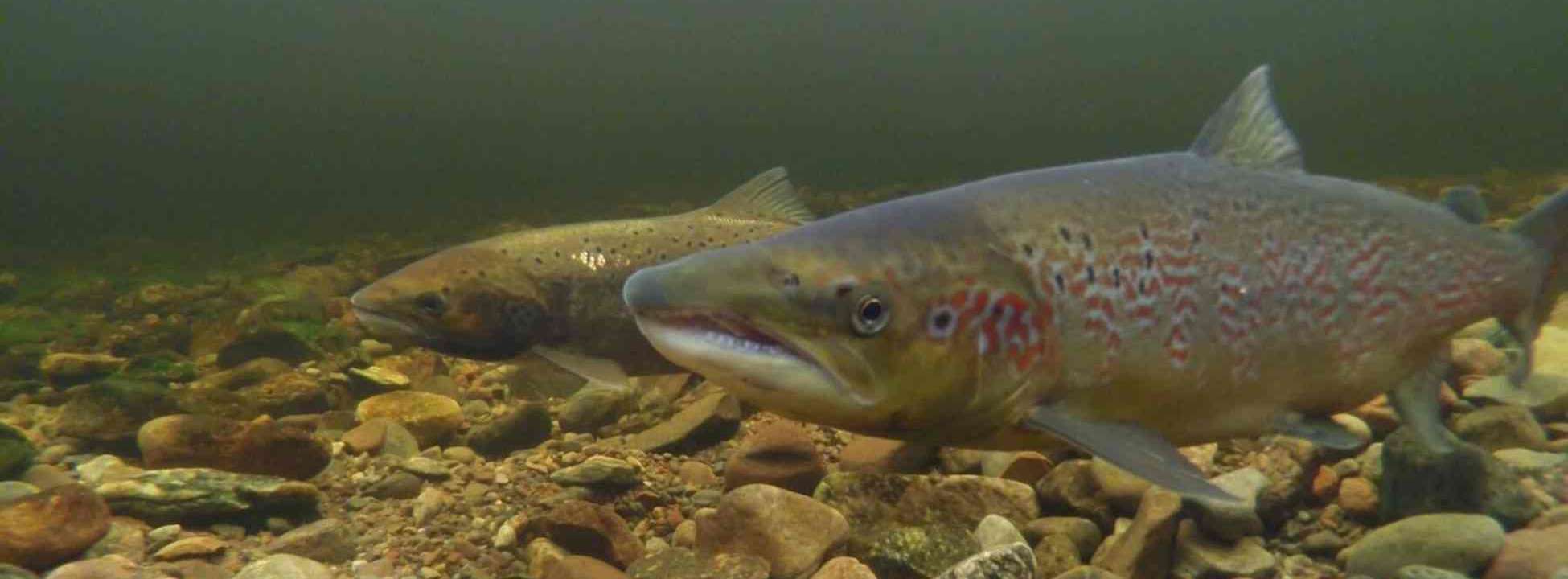 Wild Atlantic salmon river test